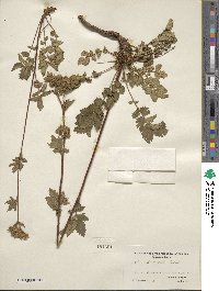 Potentilla arguta image