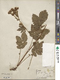 Potentilla arguta image