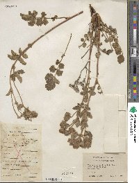 Potentilla arguta image