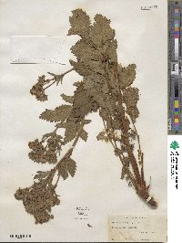 Potentilla arguta image