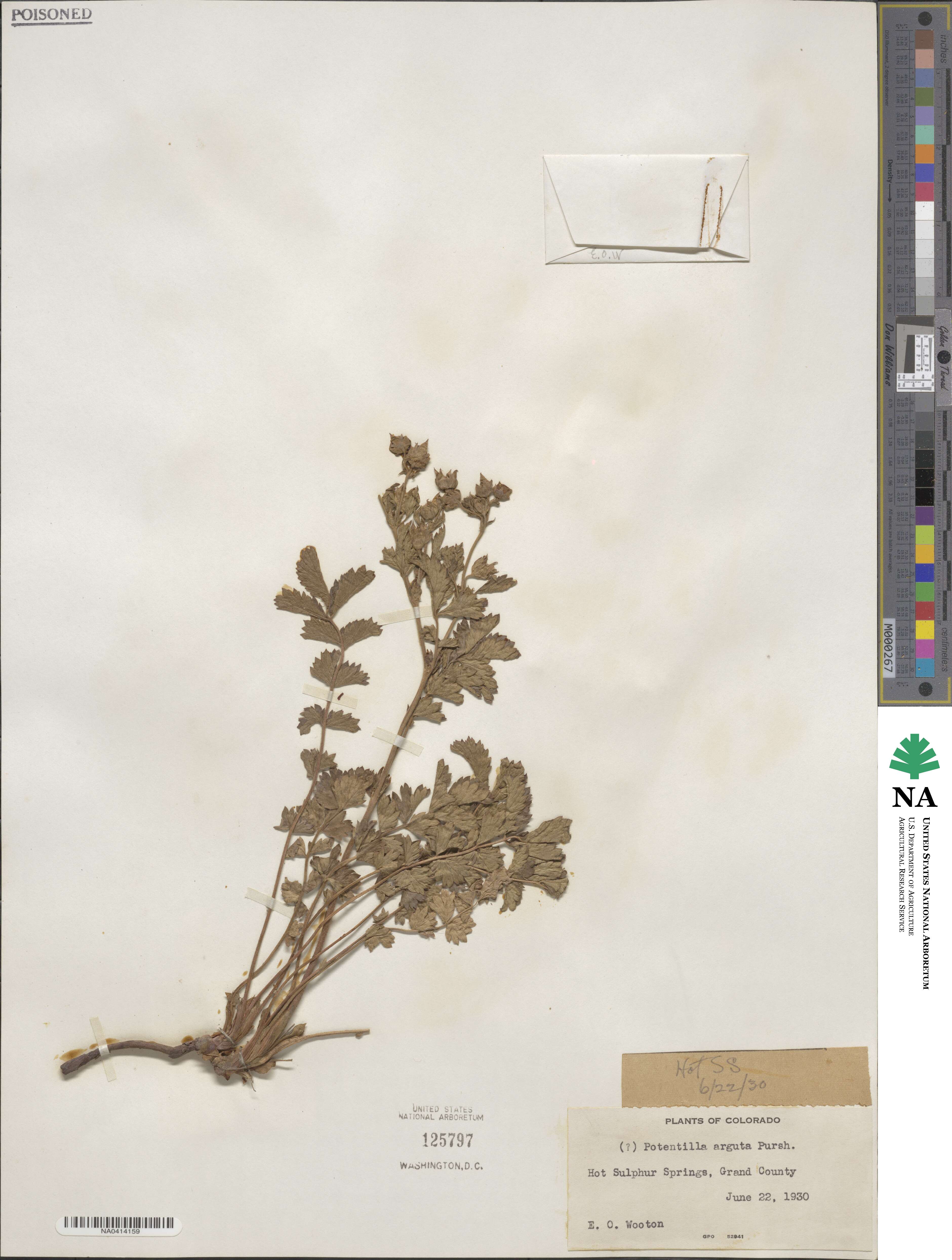 Potentilla arguta image