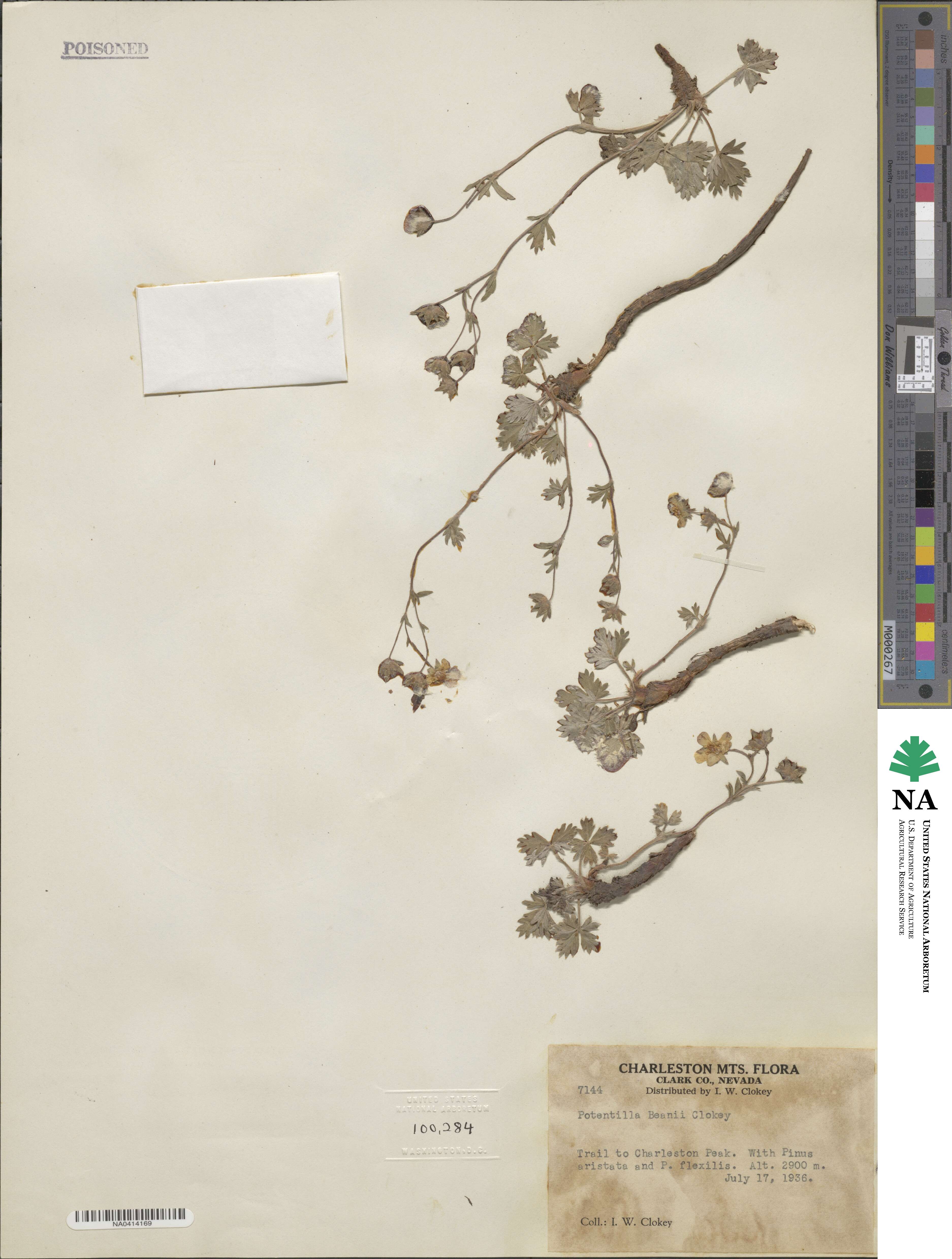 Potentilla concinna var. proxima image