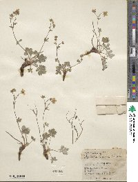 Potentilla concinna var. proxima image