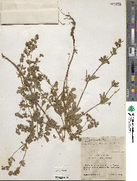 Potentilla biennis image