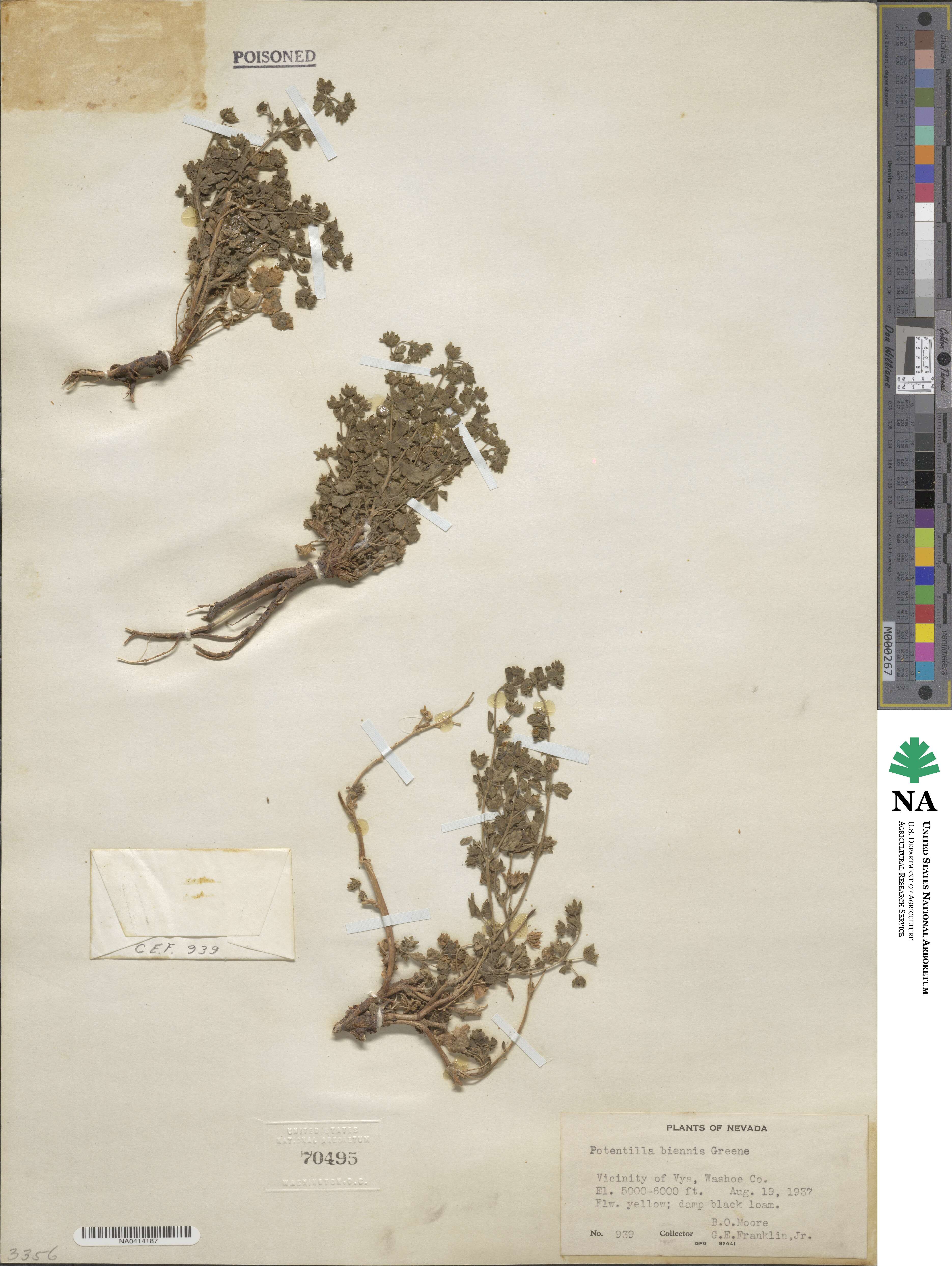 Potentilla biennis image