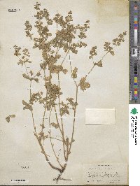 Potentilla biennis image