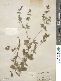 Potentilla biennis image