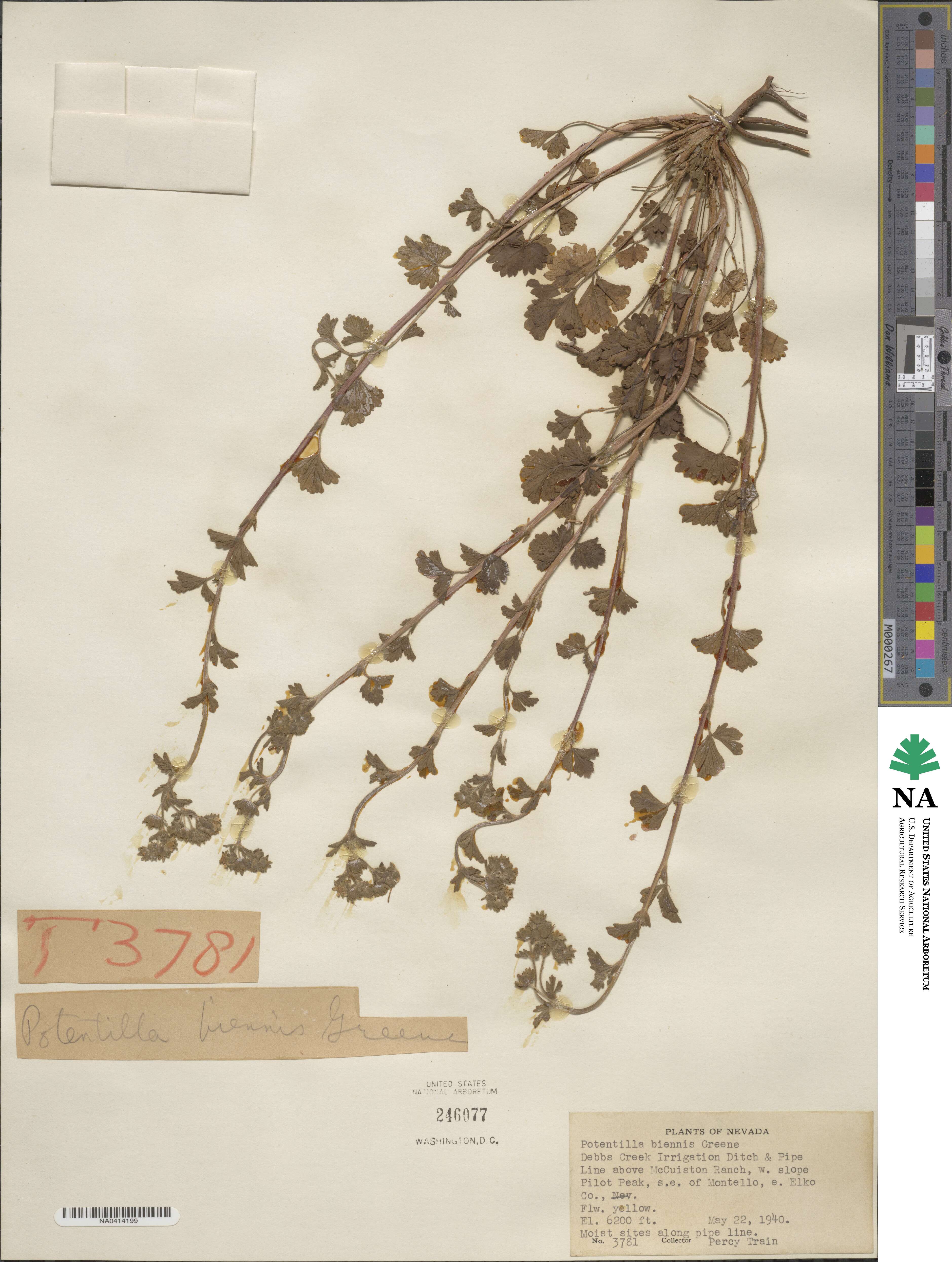 Potentilla biennis image