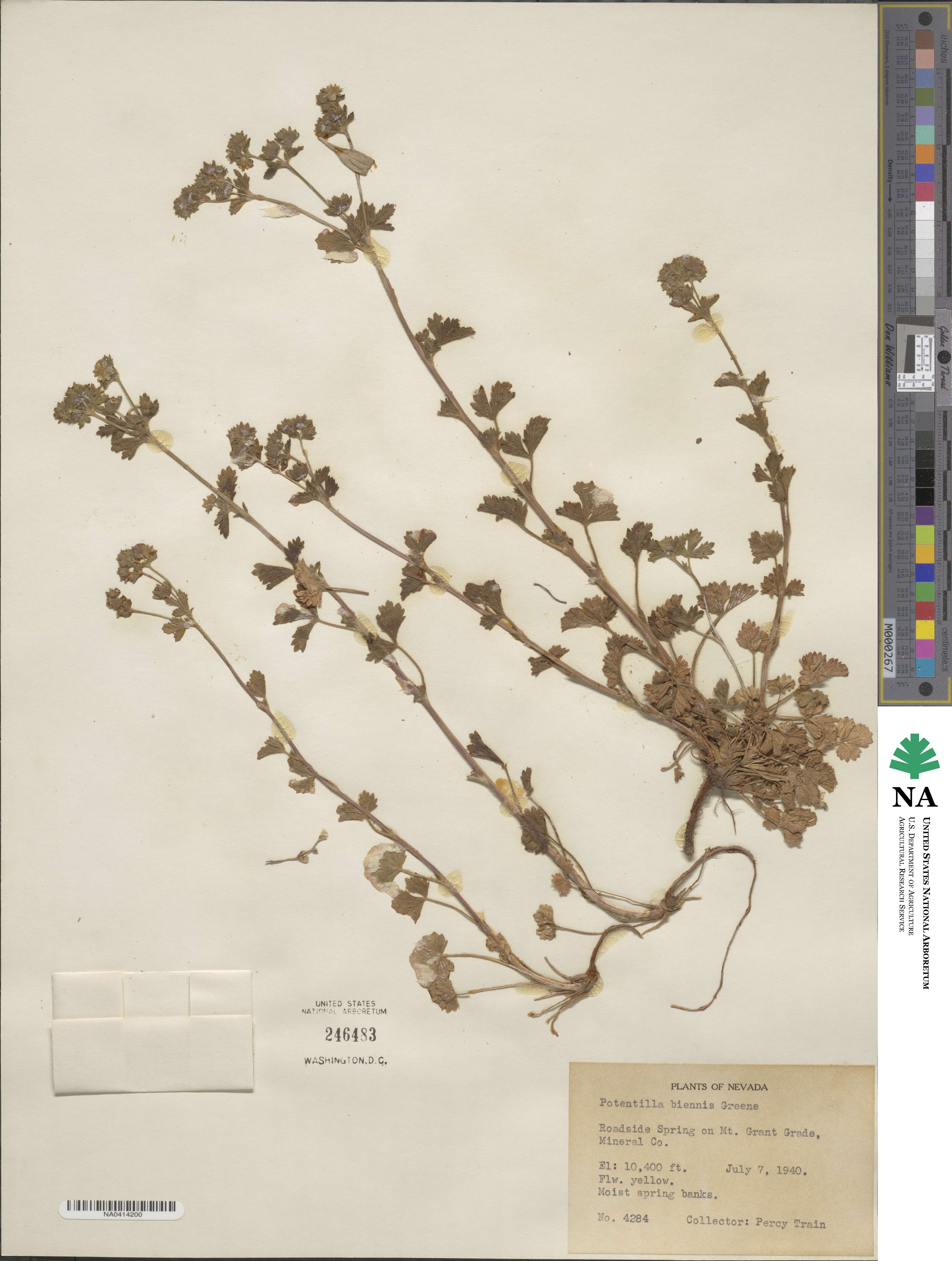 Potentilla biennis image