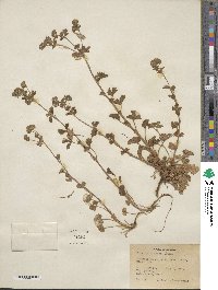 Potentilla biennis image