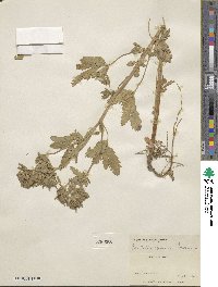 Potentilla biennis image