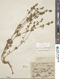 Potentilla biennis image