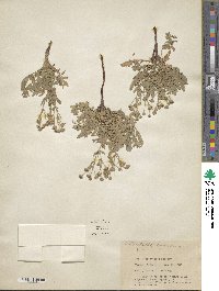 Sibbaldianthe bifurca subsp. bifurca image