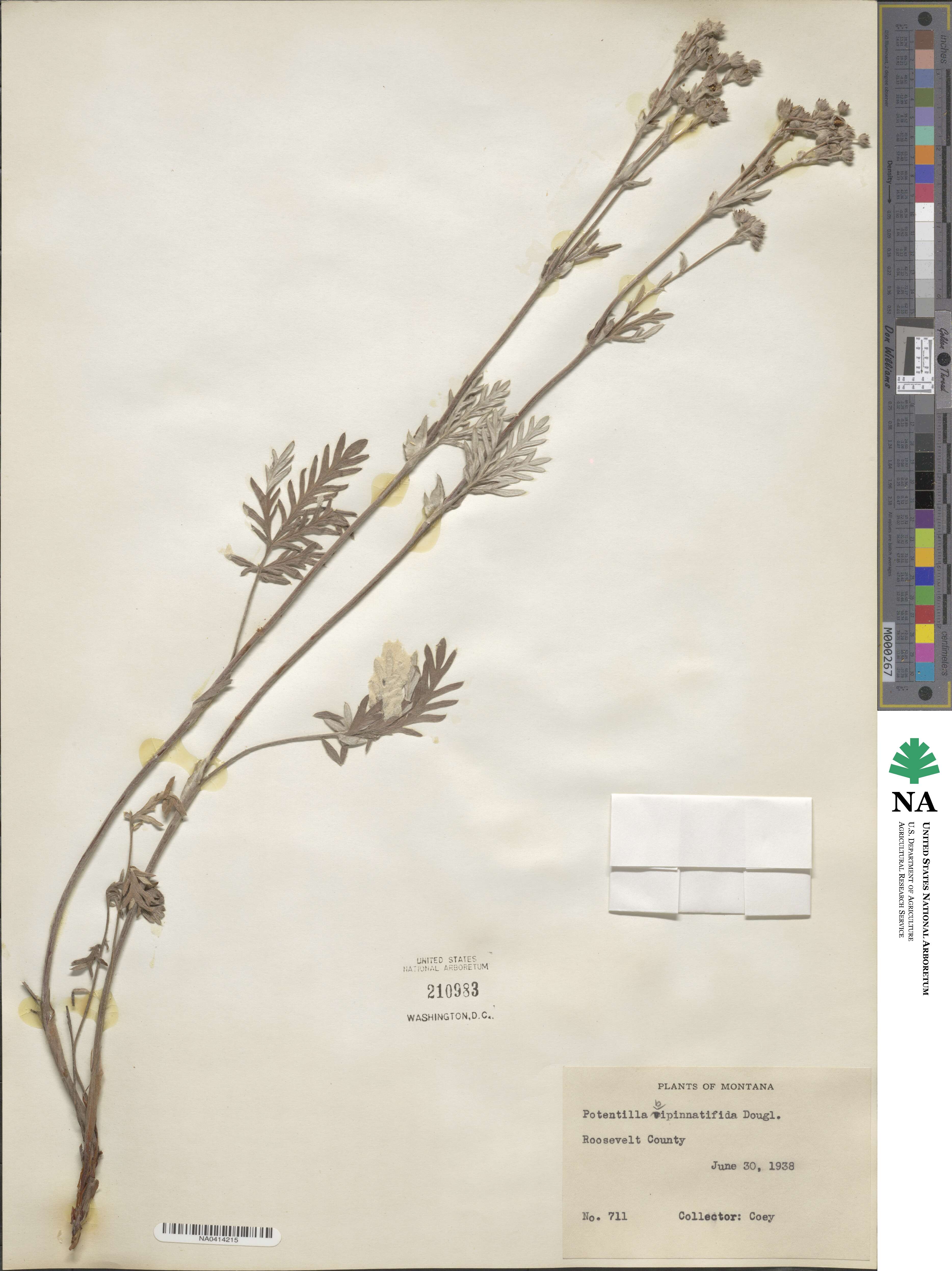 Potentilla bipinnatifida image