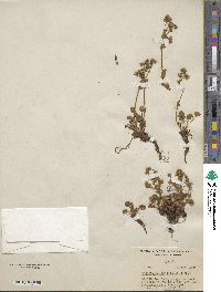 Image of Potentilla brevifolia