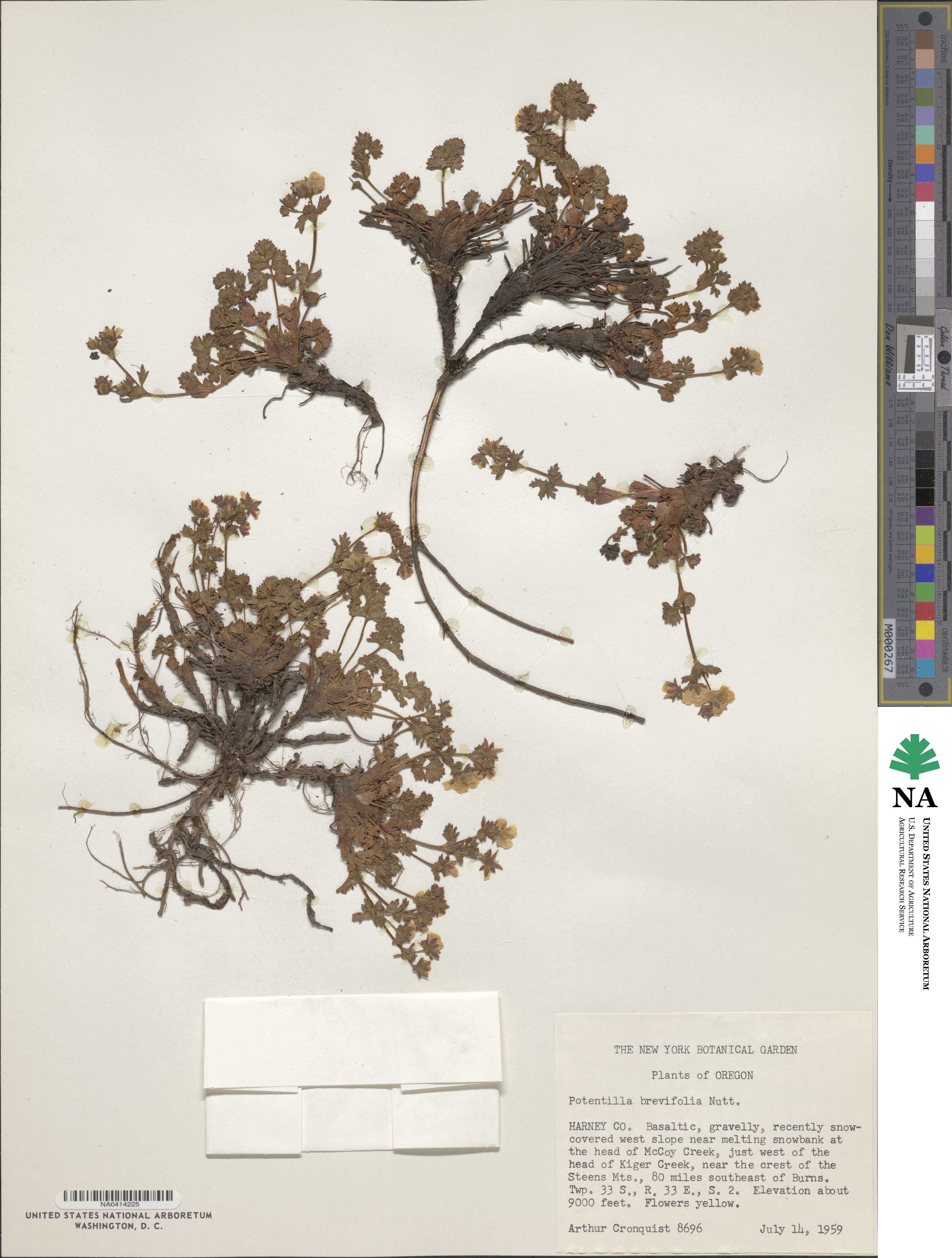 Potentilla brevifolia image