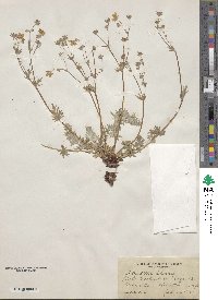 Potentilla drummondii subsp. breweri image