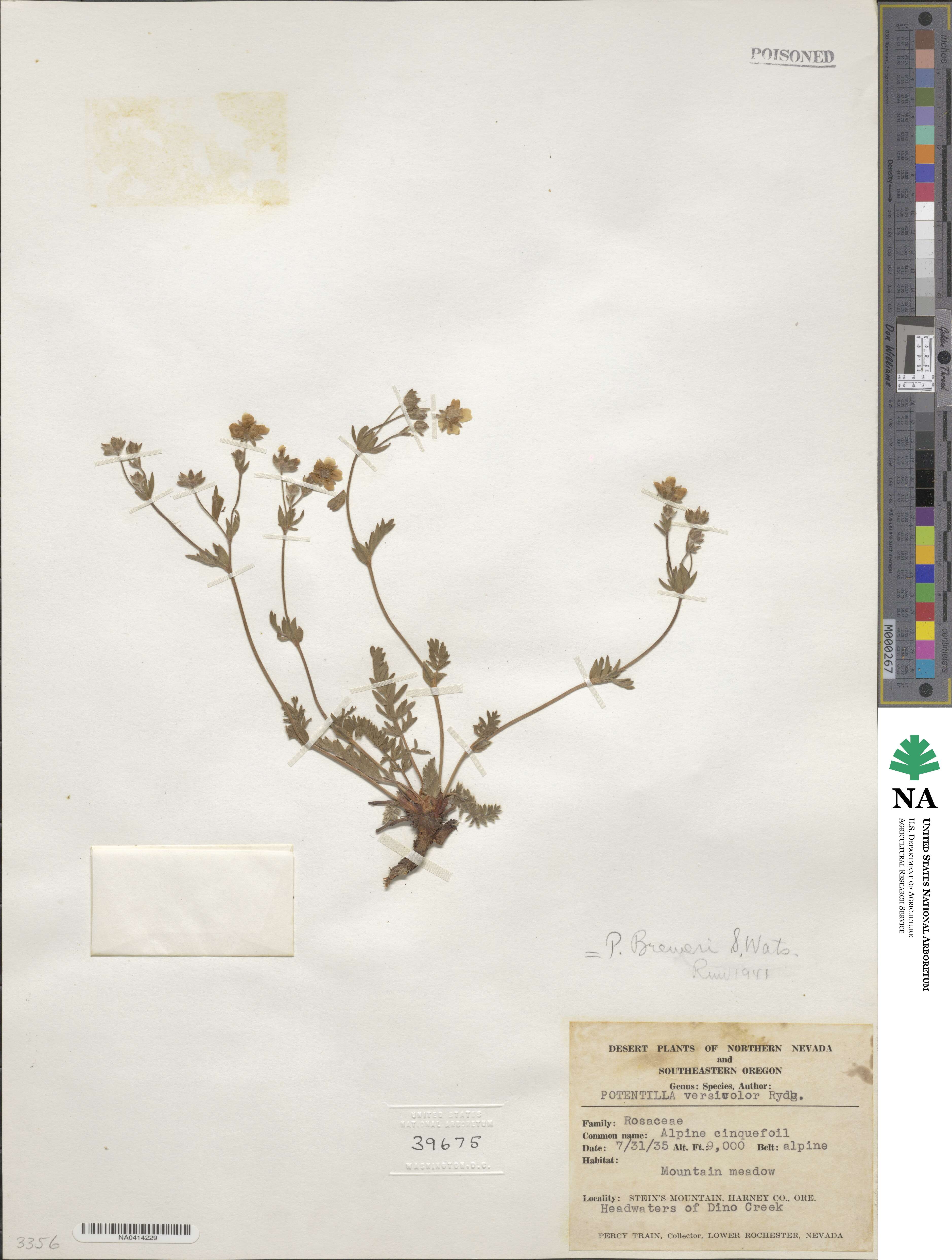 Potentilla drummondii subsp. breweri image