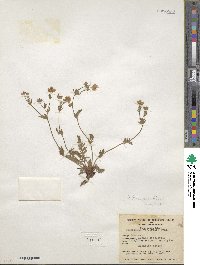 Potentilla drummondii subsp. breweri image