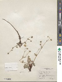 Potentilla drummondii subsp. breweri image