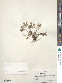 Potentilla canadensis image