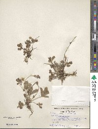 Potentilla canadensis image