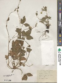 Potentilla canadensis image