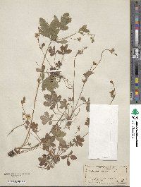 Potentilla canadensis image