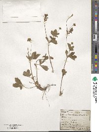 Potentilla canadensis image