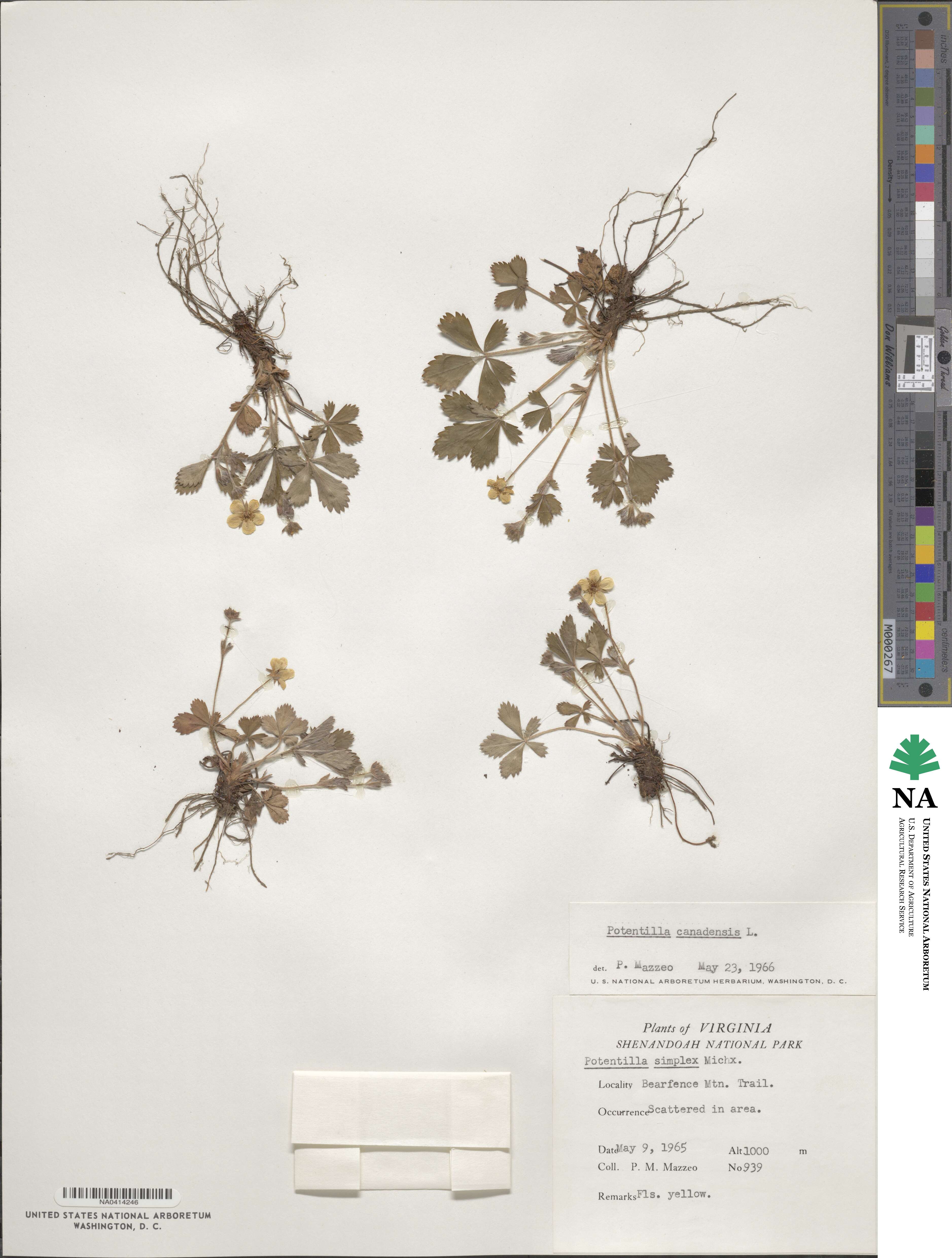 Potentilla canadensis image