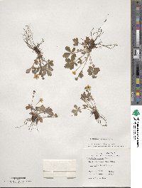 Potentilla canadensis image