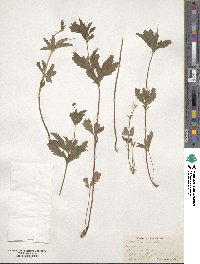 Potentilla canadensis image