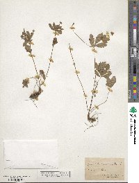 Potentilla canadensis image