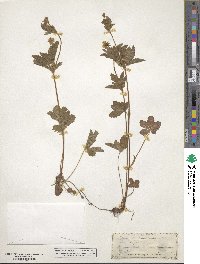 Potentilla canadensis image