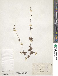 Potentilla canadensis image