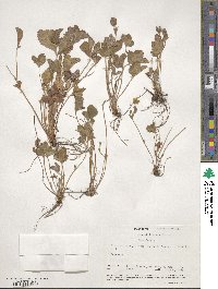 Potentilla canadensis image