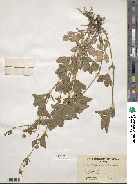 Potentilla canadensis image