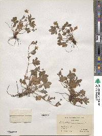 Potentilla canadensis image