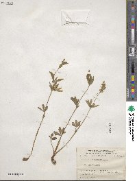 Potentilla canadensis image