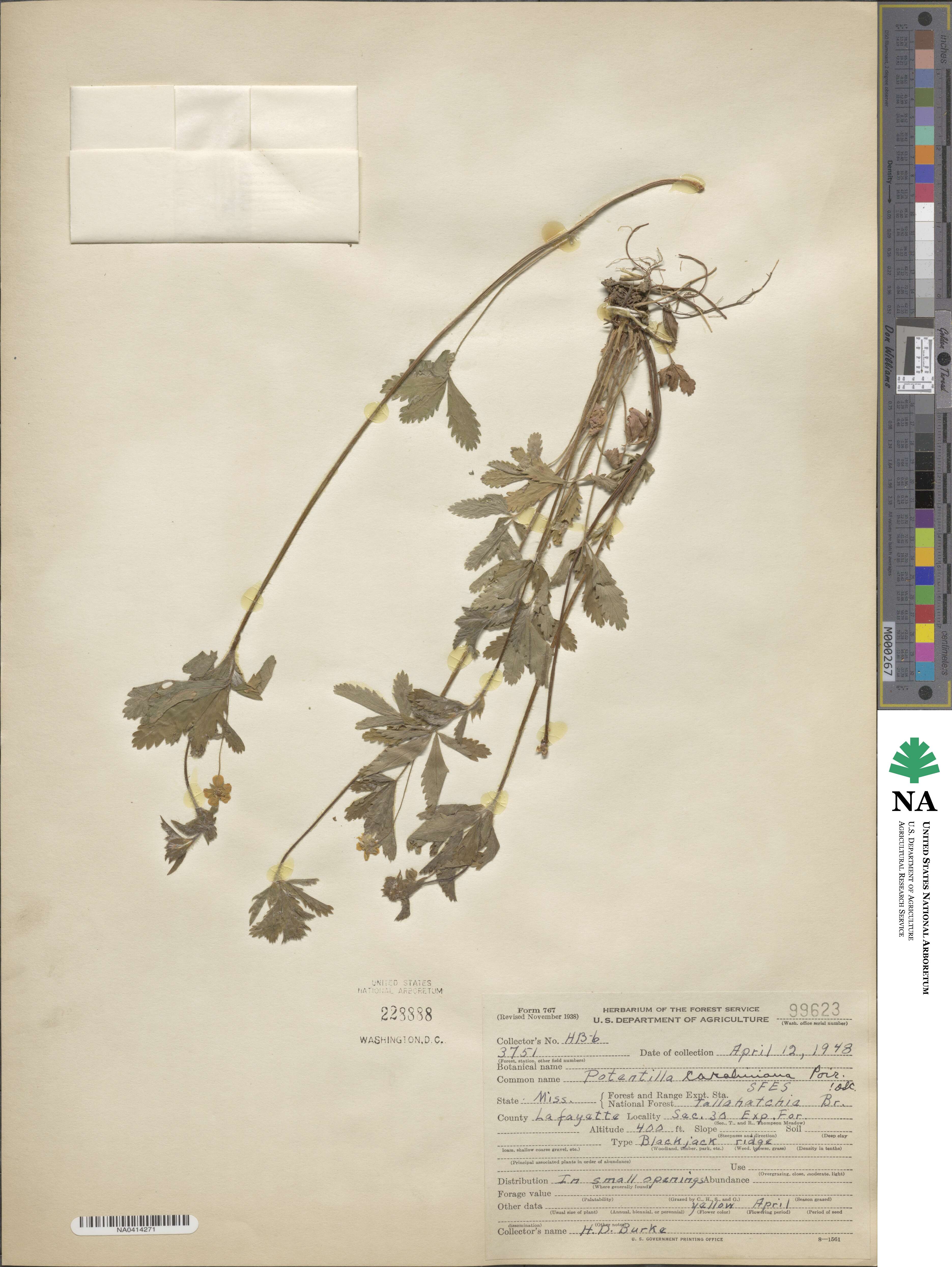 Potentilla canadensis image