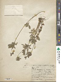 Potentilla canadensis image