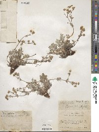 Potentilla concinna image