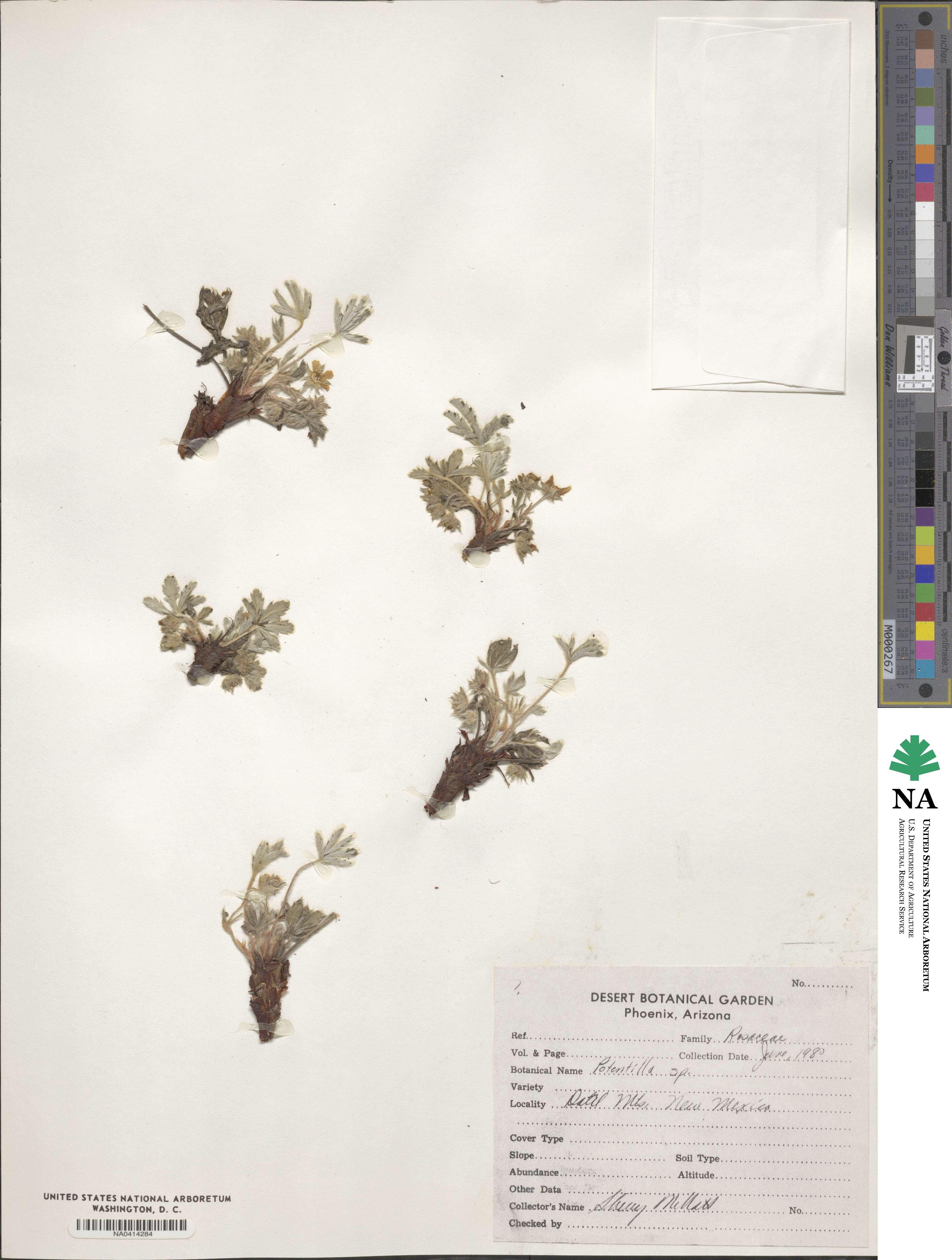 Potentilla concinna image