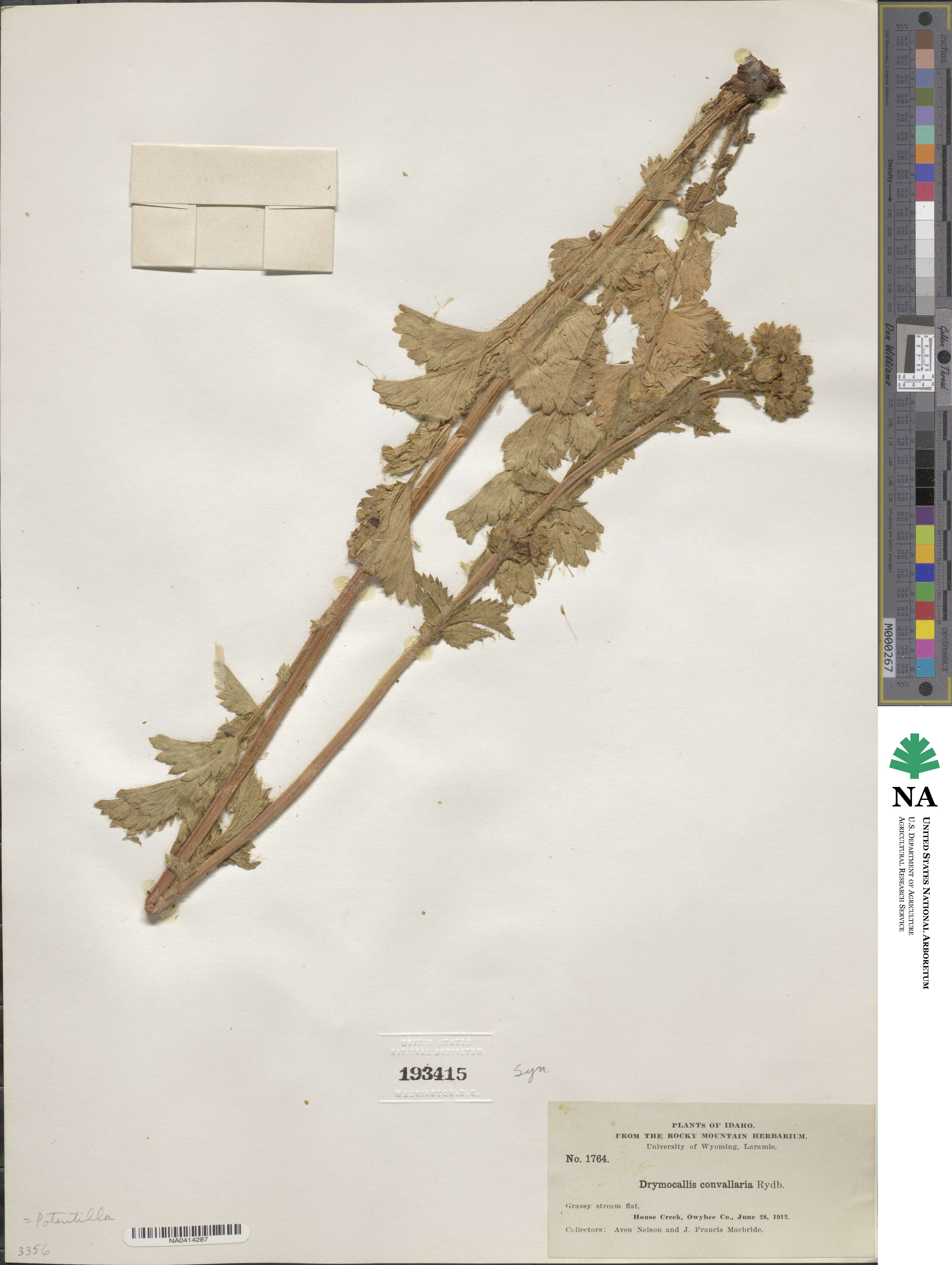 Drymocallis arguta subsp. convallaria image