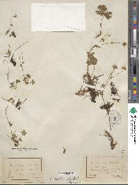 Potentilla crantzii image