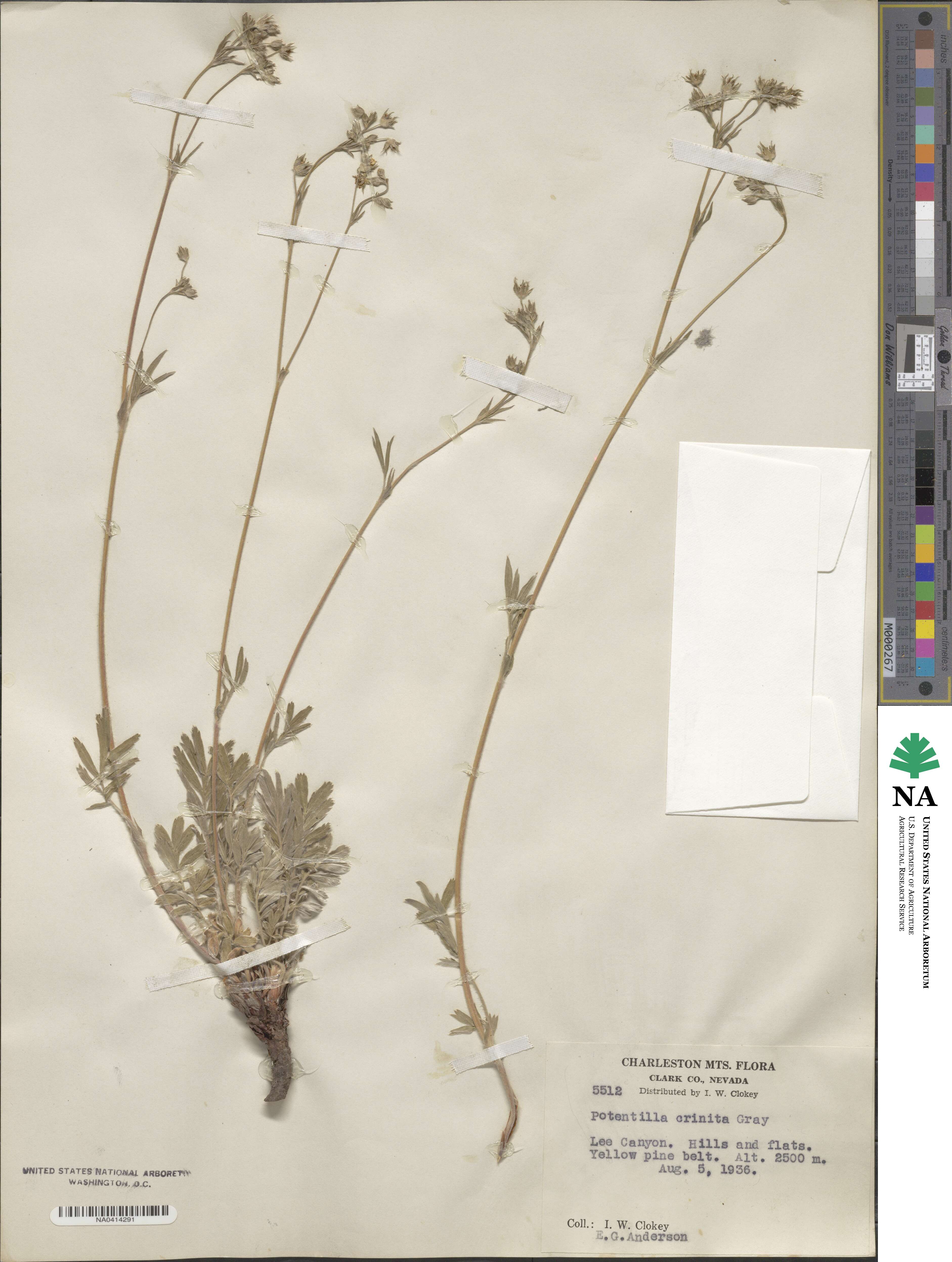 Potentilla crinita image