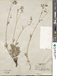 Image of Potentilla crinita