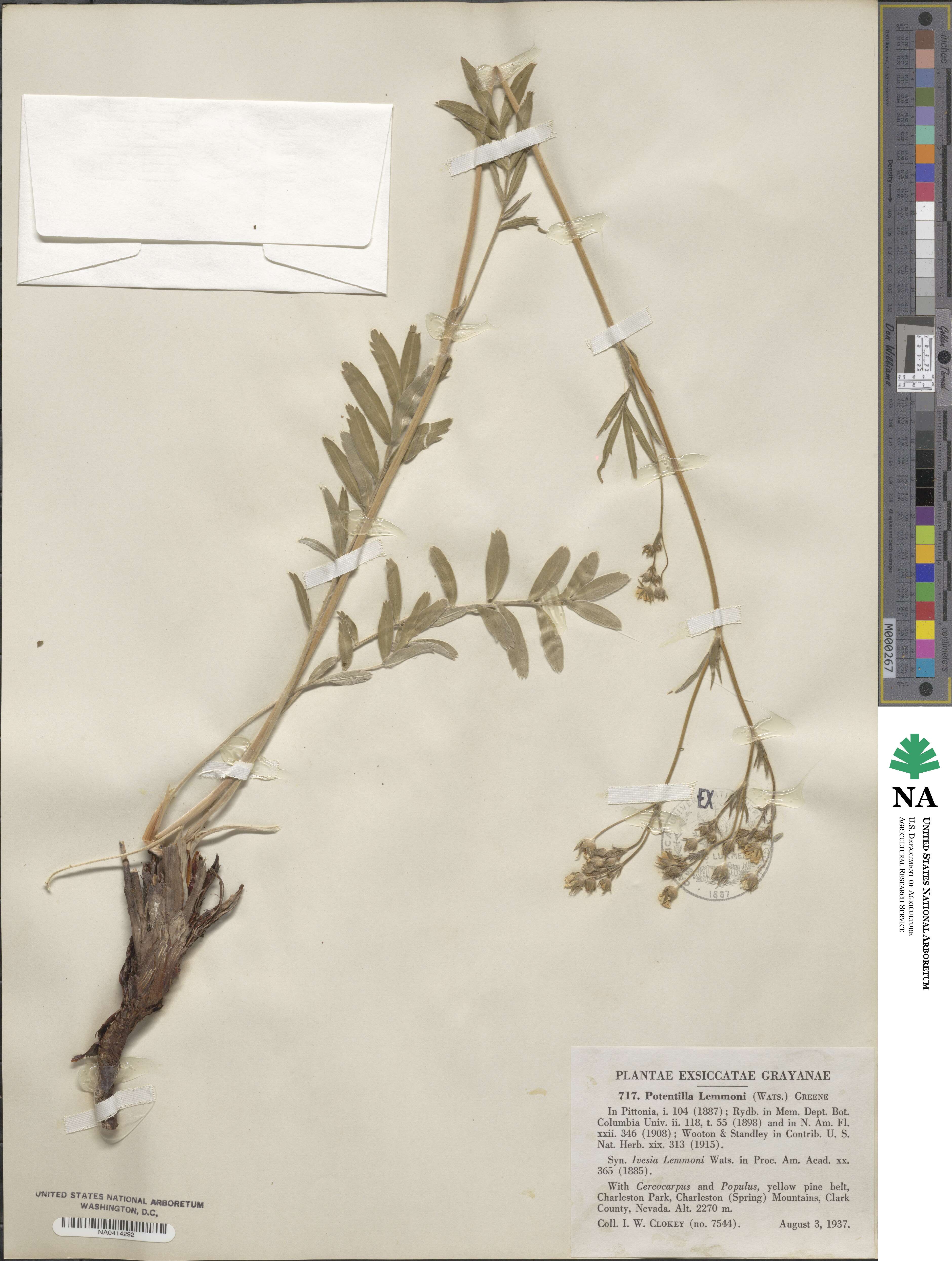 Potentilla crinita image