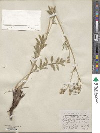 Potentilla crinita image