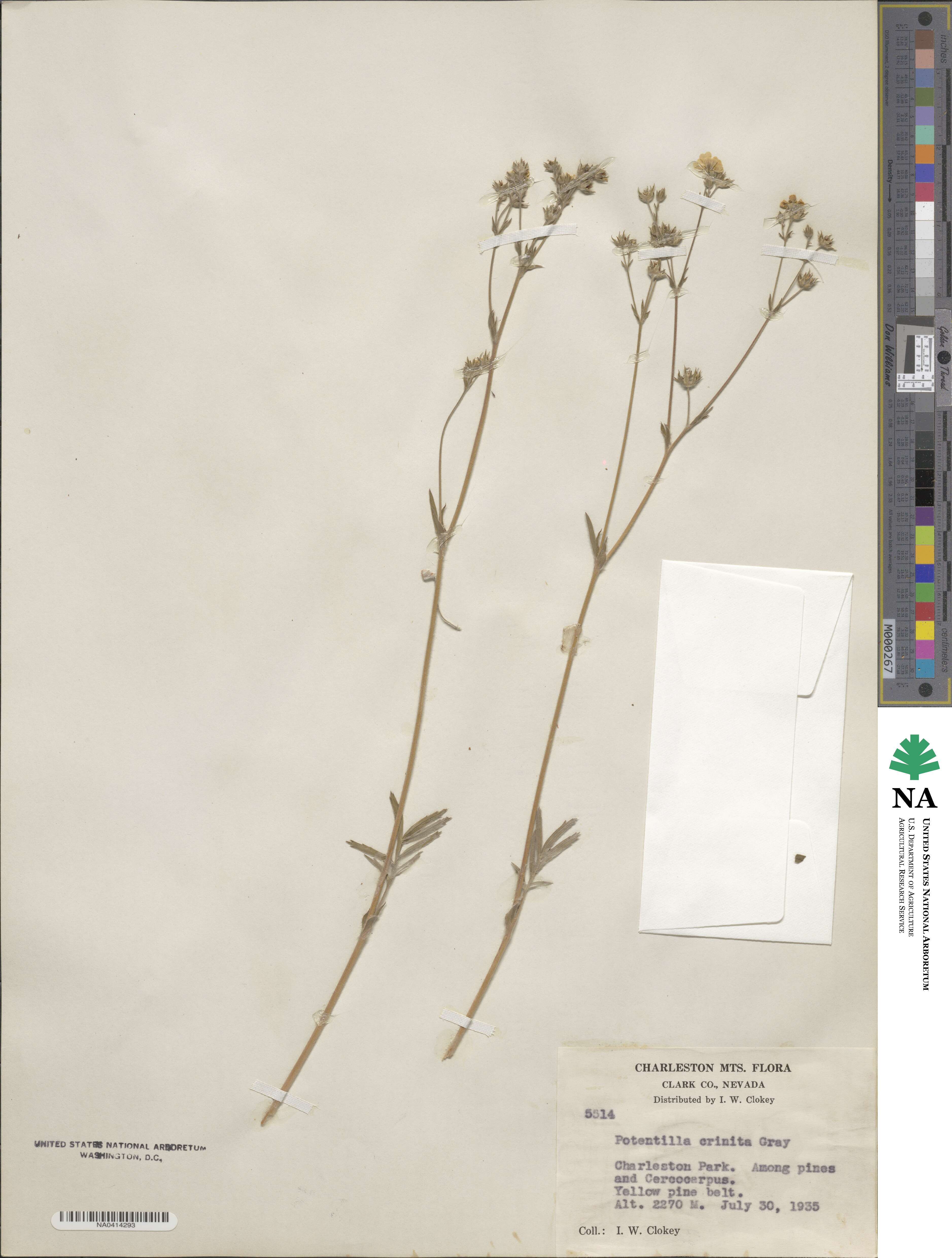 Potentilla crinita image